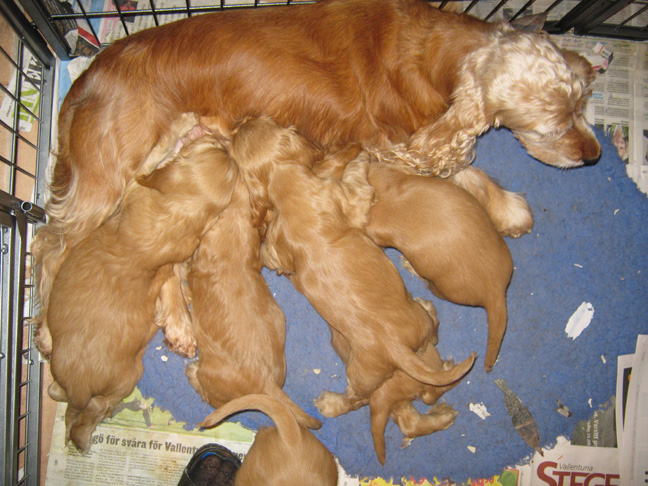 Dragongrdens Kennel